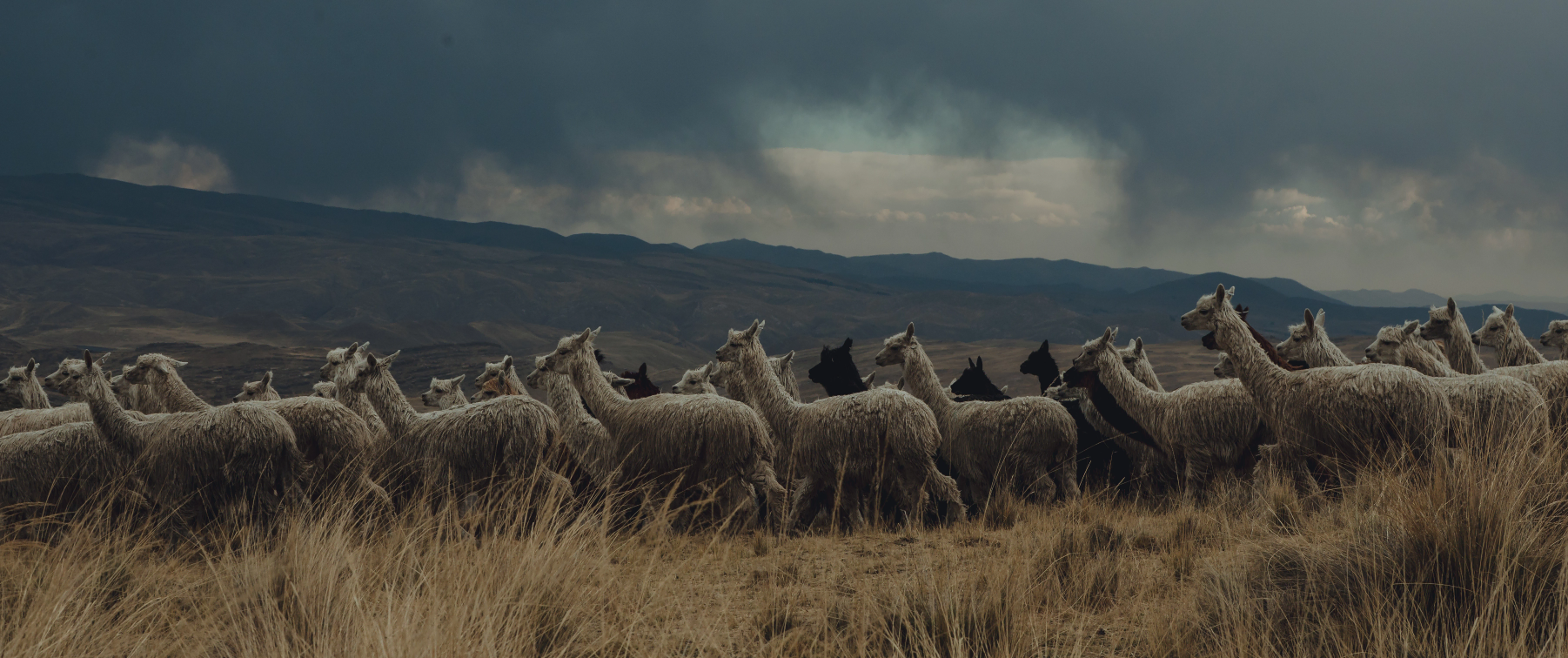 Respect for the environment.